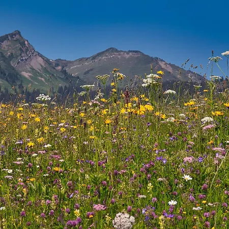 Flat Zugspitze Arena Slopes Bichlbach