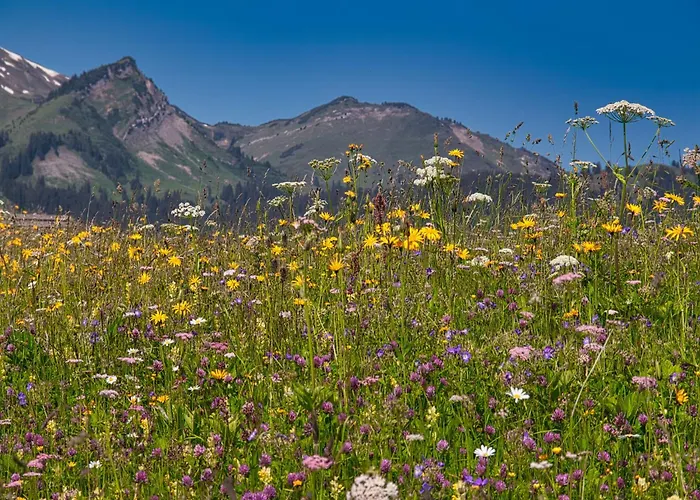 Flat Zugspitze Arena Slopes بيشلباخ